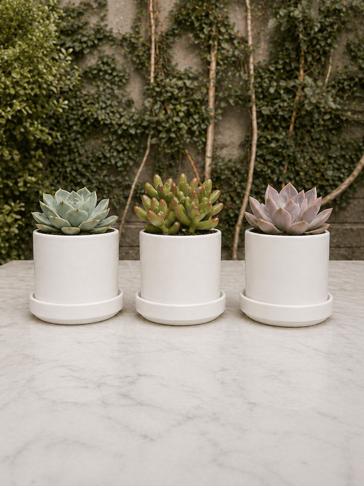 Pack de Zurich Blancos (Macetero de Ceramica)