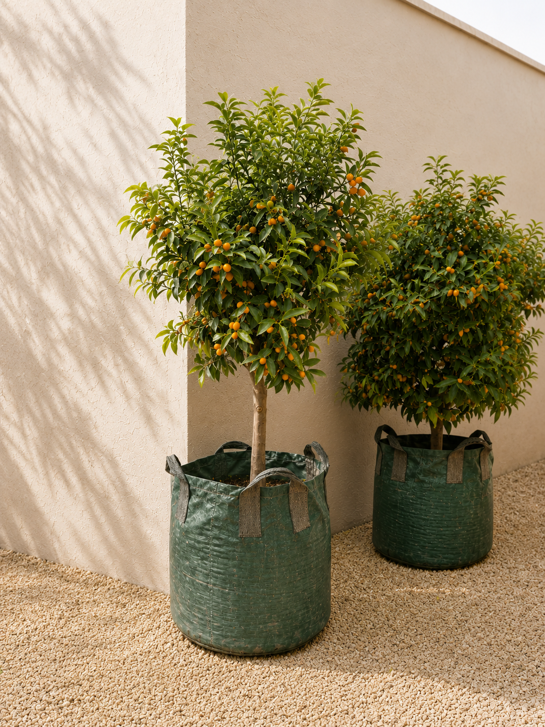 Karin XXXL (Kumquat)