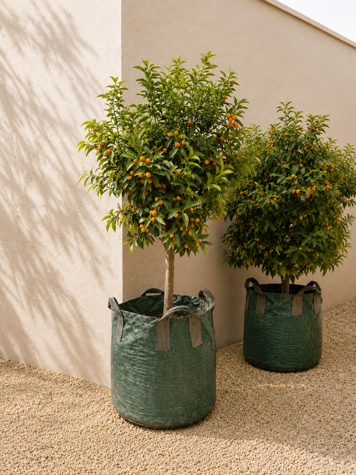 Karin XXXL (Kumquat)