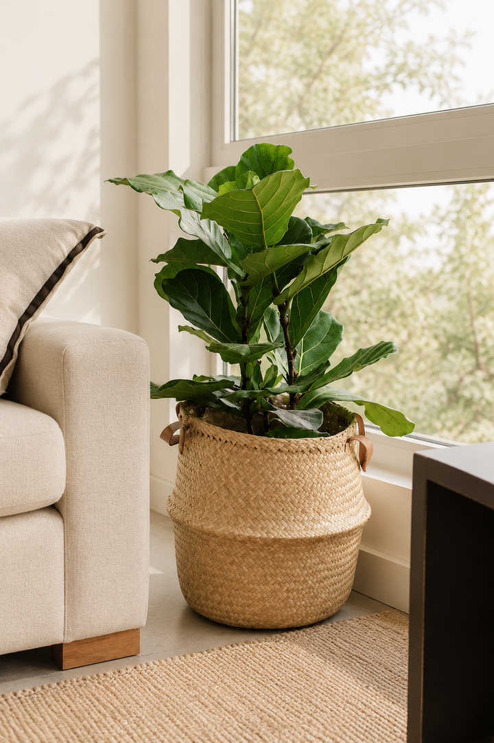 Fidel XL (Ficus Lyrata)