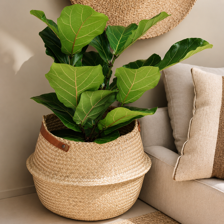 Fidel XL (Ficus Lyrata)