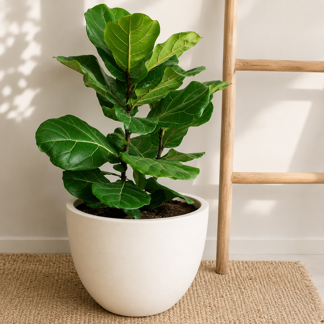 Fidel XL (Ficus Lyrata)