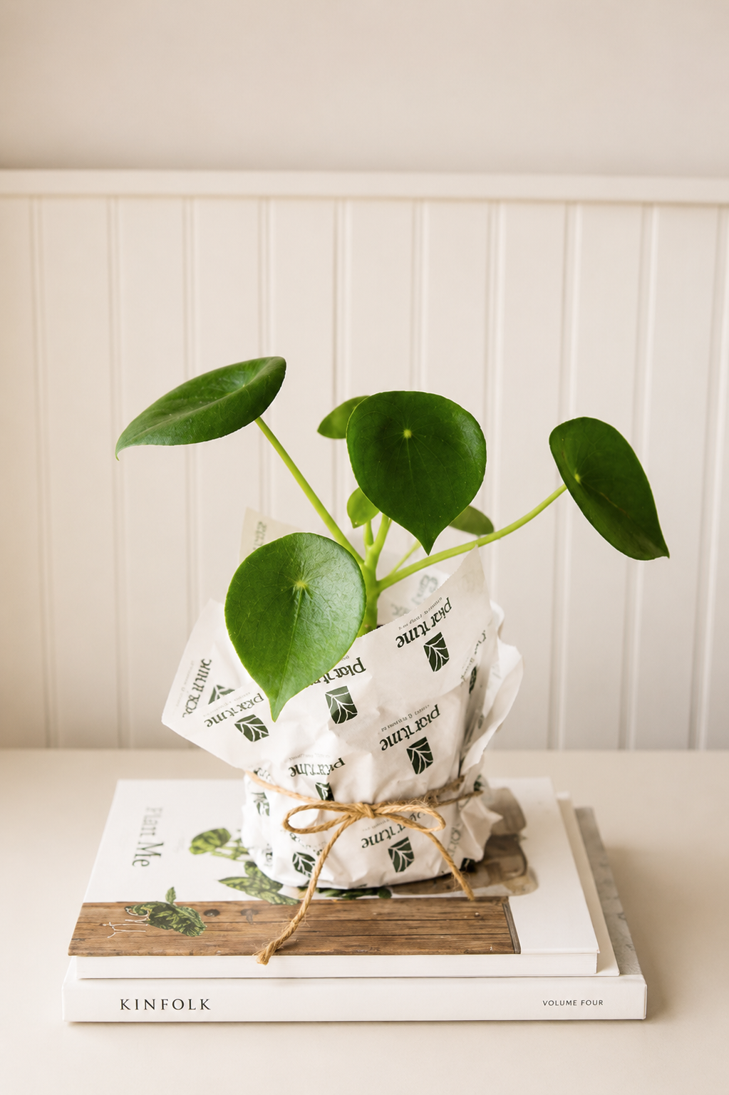Perla M (Peperomia Cucharita)