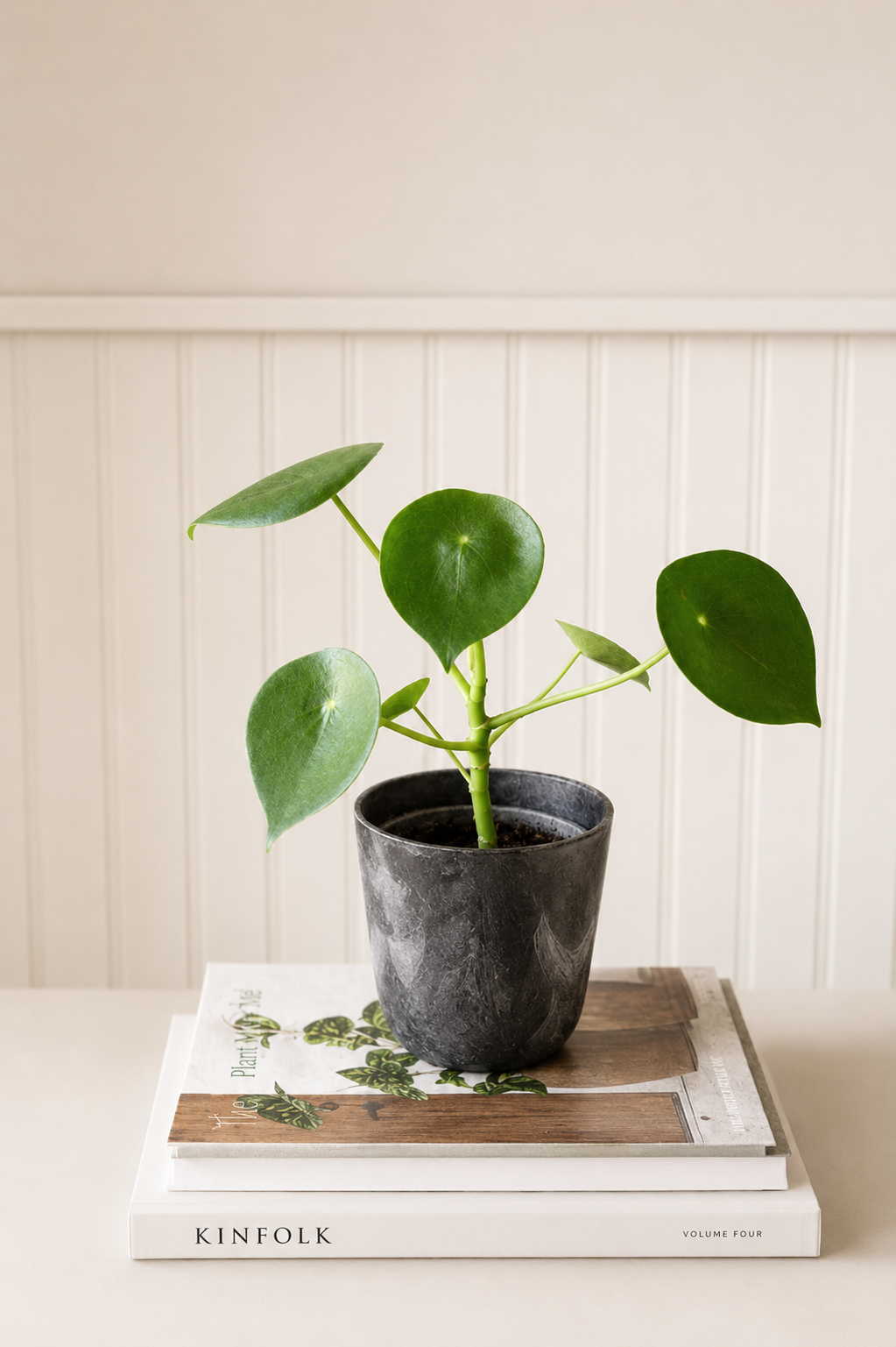 Perla M (Peperomia Cucharita)