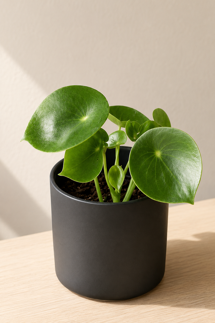 Perla M (Peperomia Cucharita)
