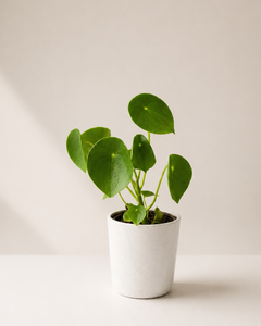 Perla M (Peperomia Cucharita)