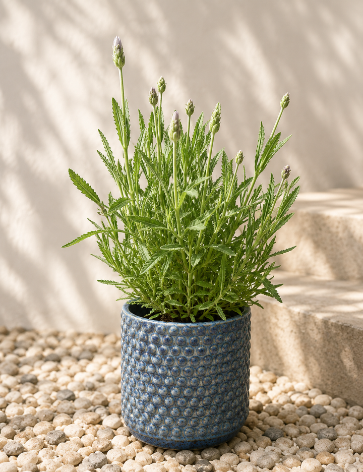 Laura M (Lavanda)