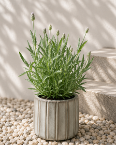 Laura M (Lavanda)