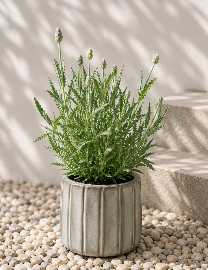 Laura M (Lavanda)