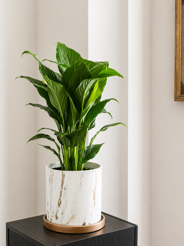 Nórdico Blanco M (Macetero de Ceramica)