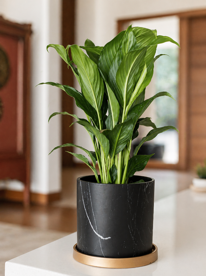 Nórdico Negro M (Macetero de Ceramica)
