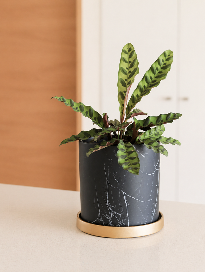 Nórdico Negro M (Macetero de Ceramica)