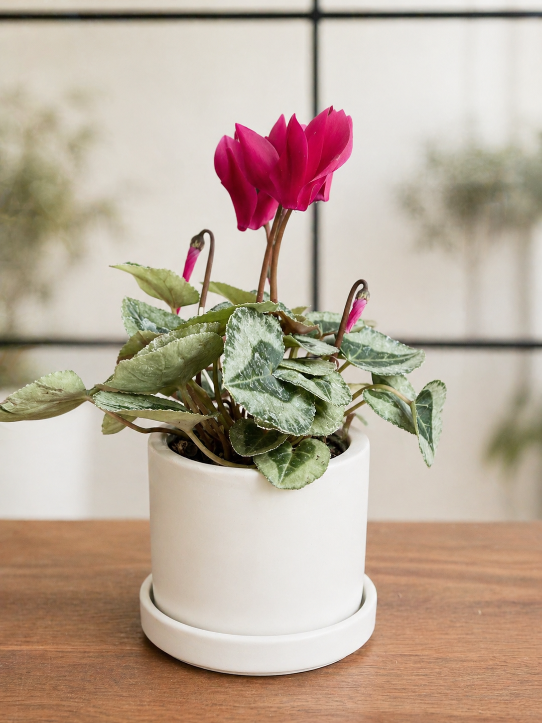 Violeta de Persia (Cyclamen)