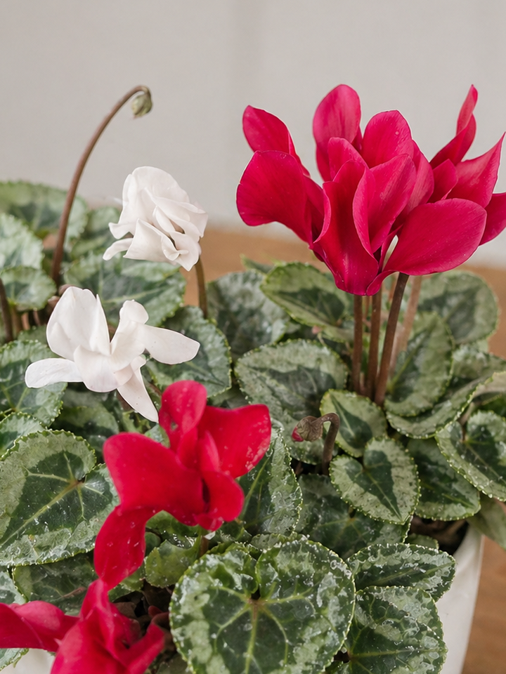 Violeta de Persia (Cyclamen)