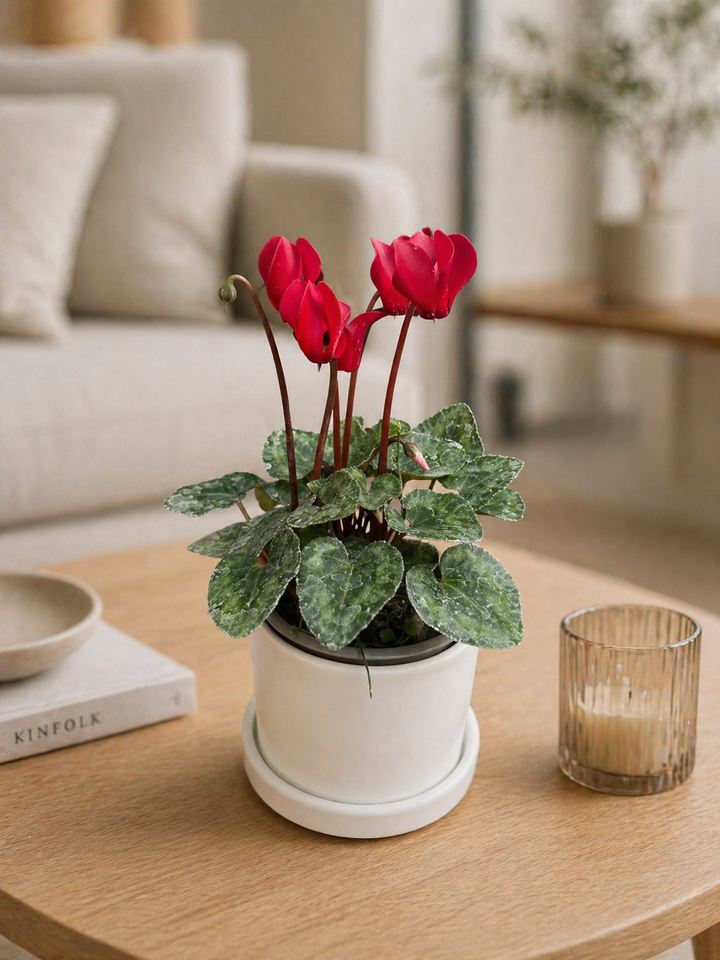Violeta de Persia (Cyclamen)