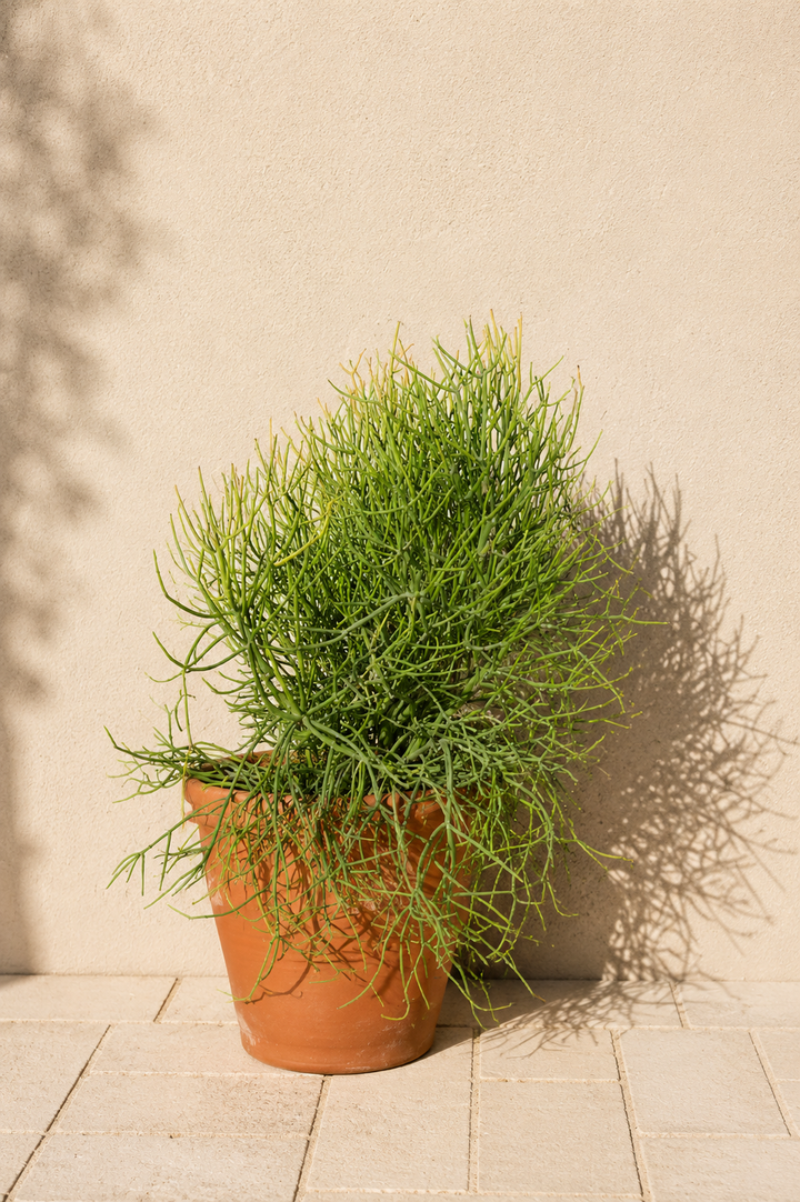 Euphorbia tirucalli XXXL