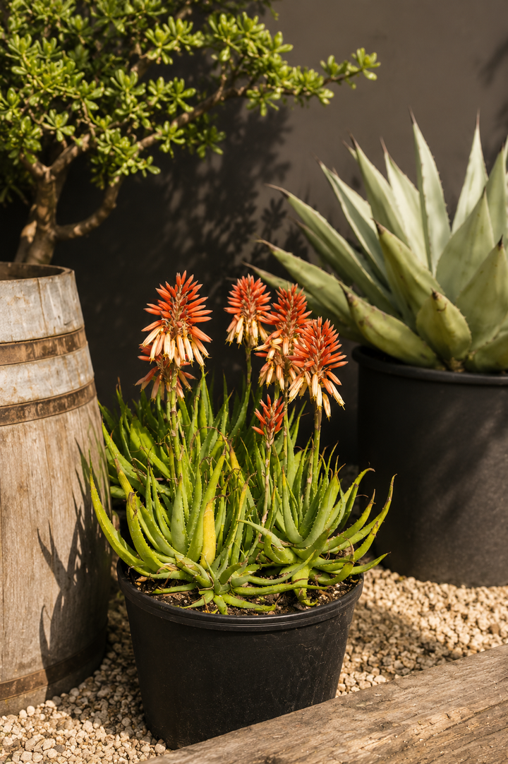 Aloe Safari Rose
