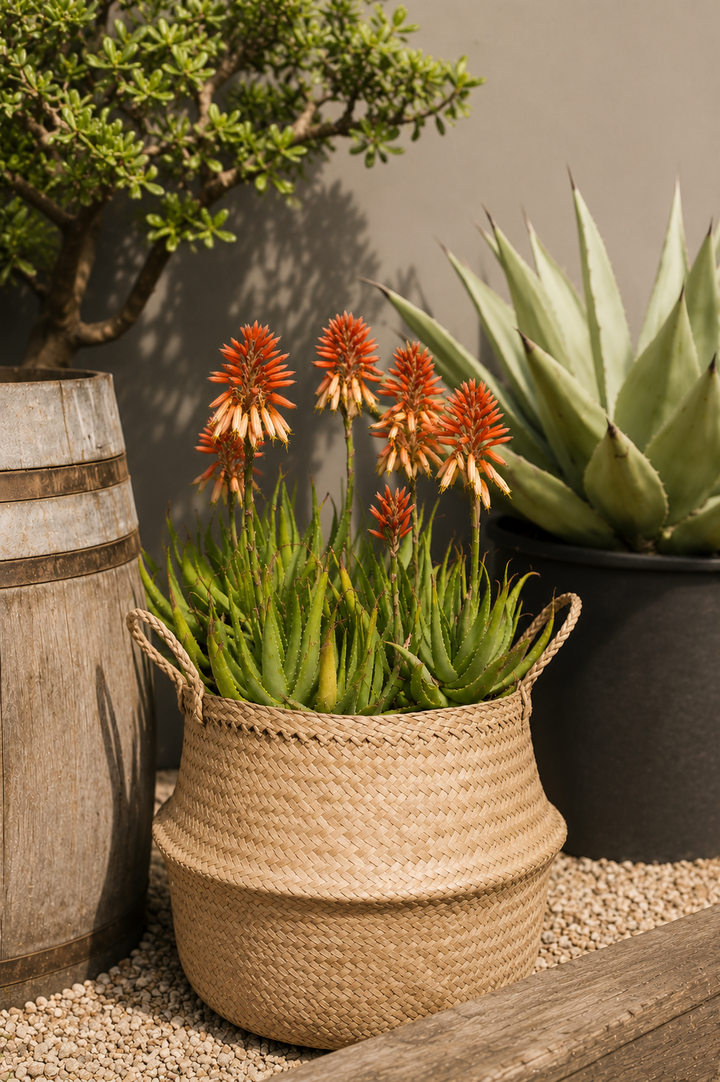 Aloe Safari Rose