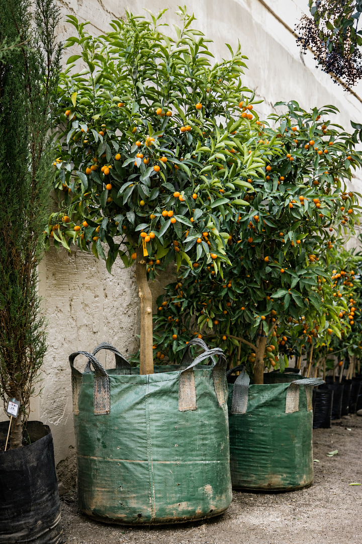 Karin XXXL (Kumquat)