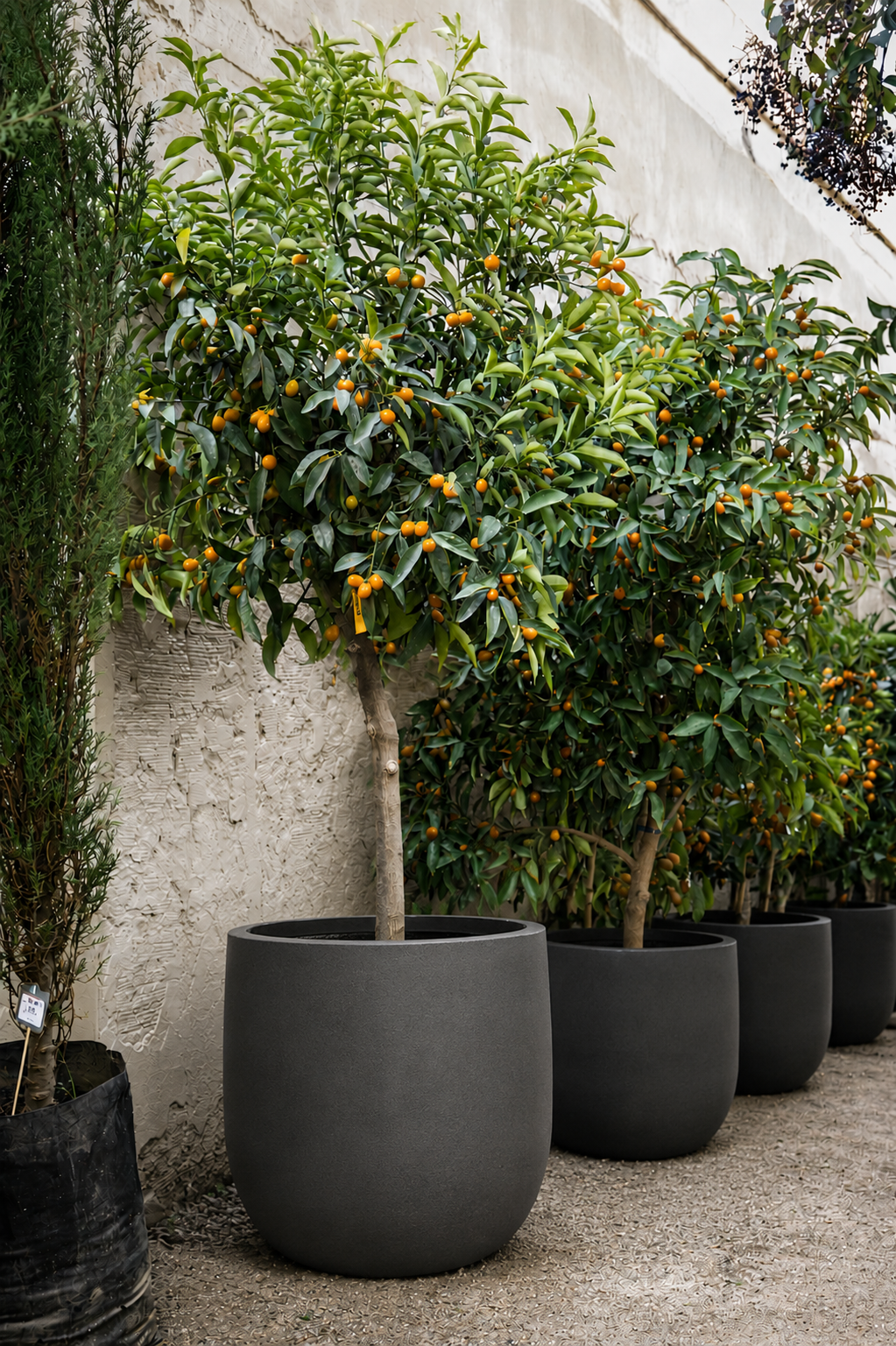 Karin XXXL (Kumquat)