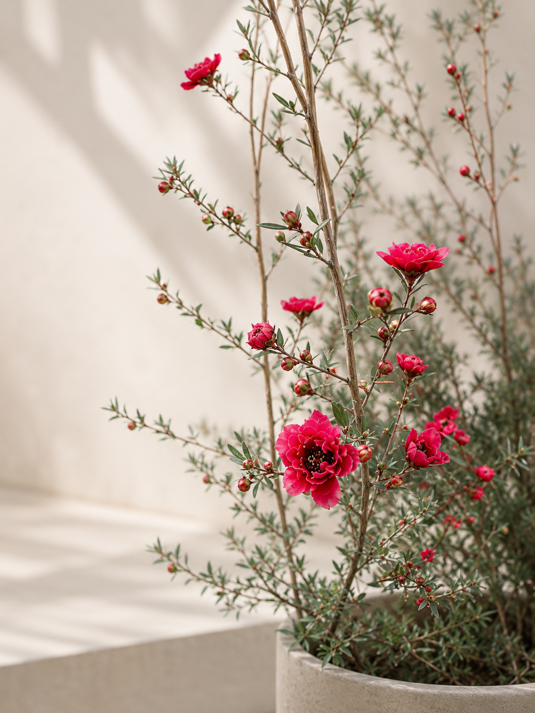 Leptospermum L