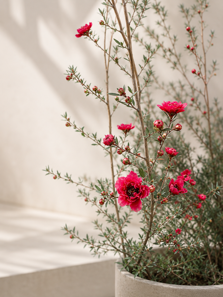 Leptospermum L