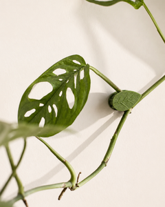 Plant Clip (Accesorio para plantas colgantes)