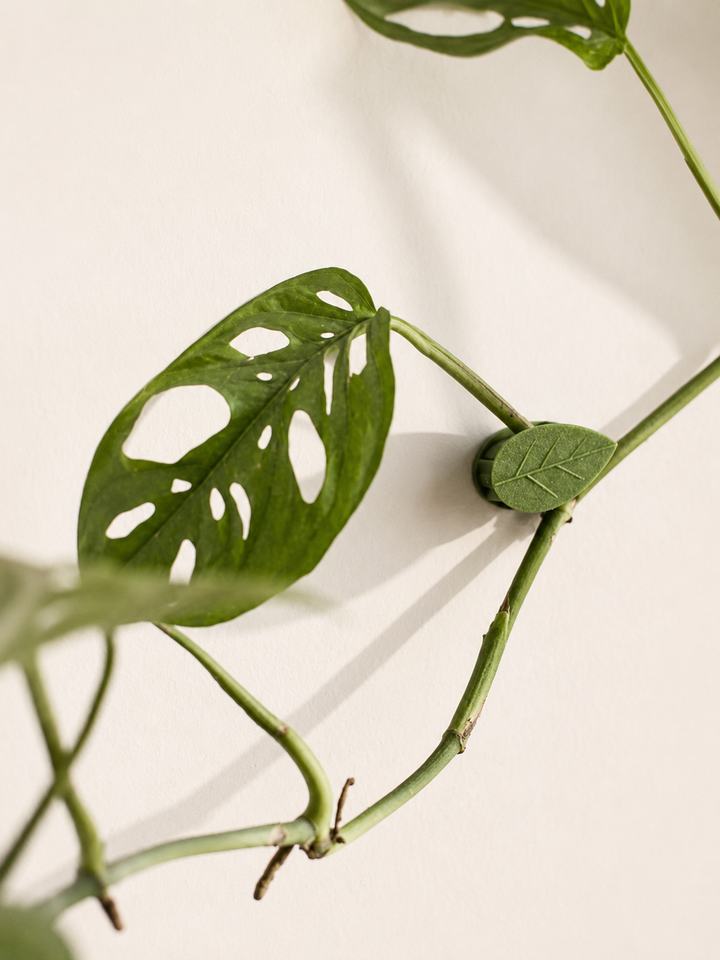 Plant Clip (Accesorio para plantas colgantes)