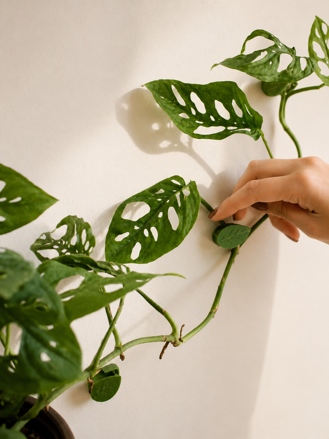 Plant Clip (Accesorio para plantas colgantes)