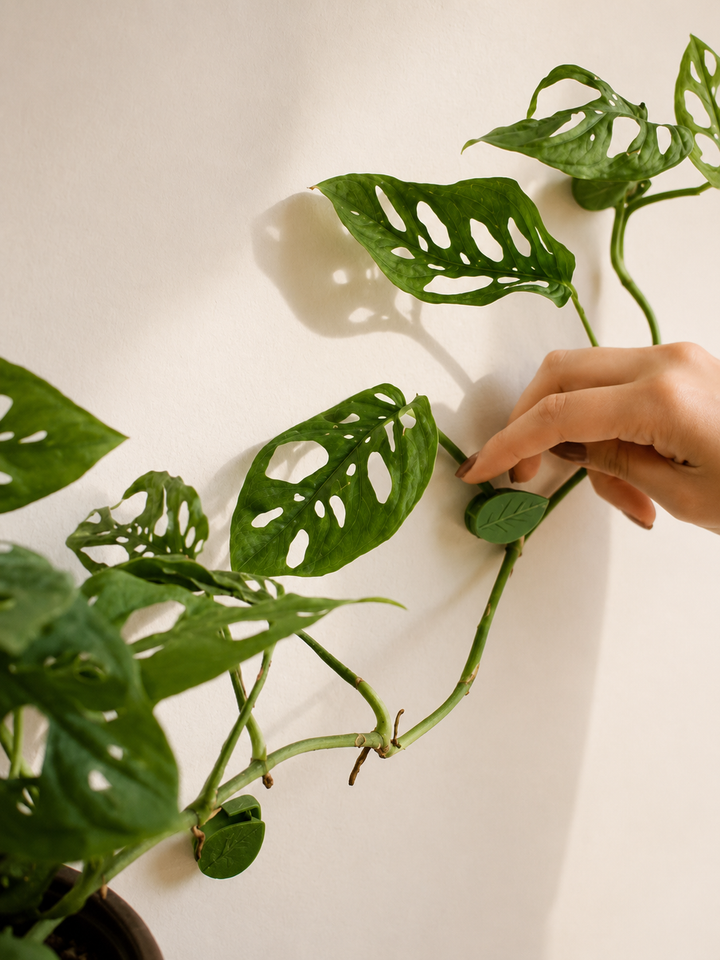 Plant Clip (Accesorio para plantas colgantes)
