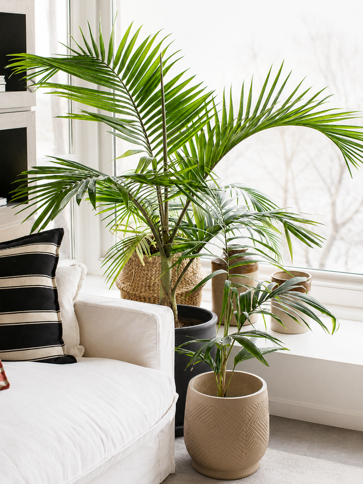 Kenny XXL (Palmera Kentia)
