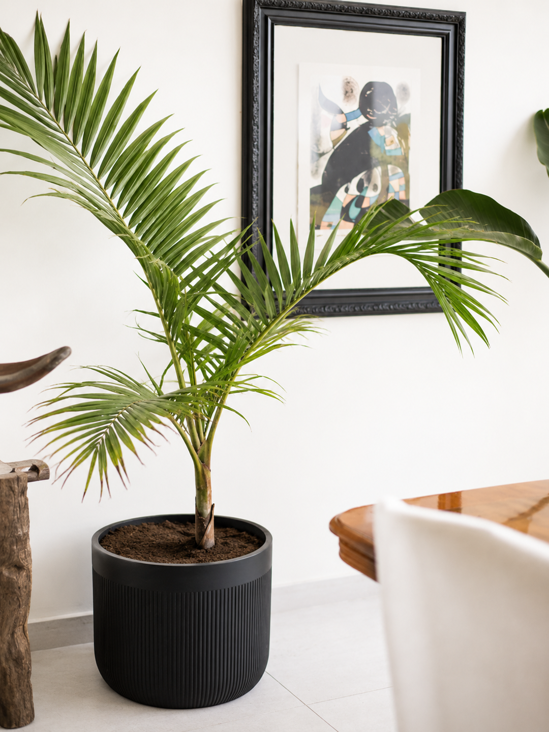 Kenny XXL (Palmera Kentia)