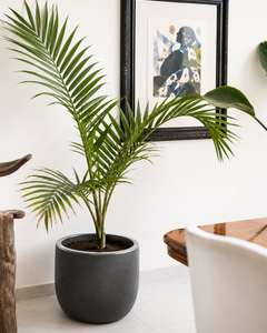 Kenny XXL (Palmera Kentia)