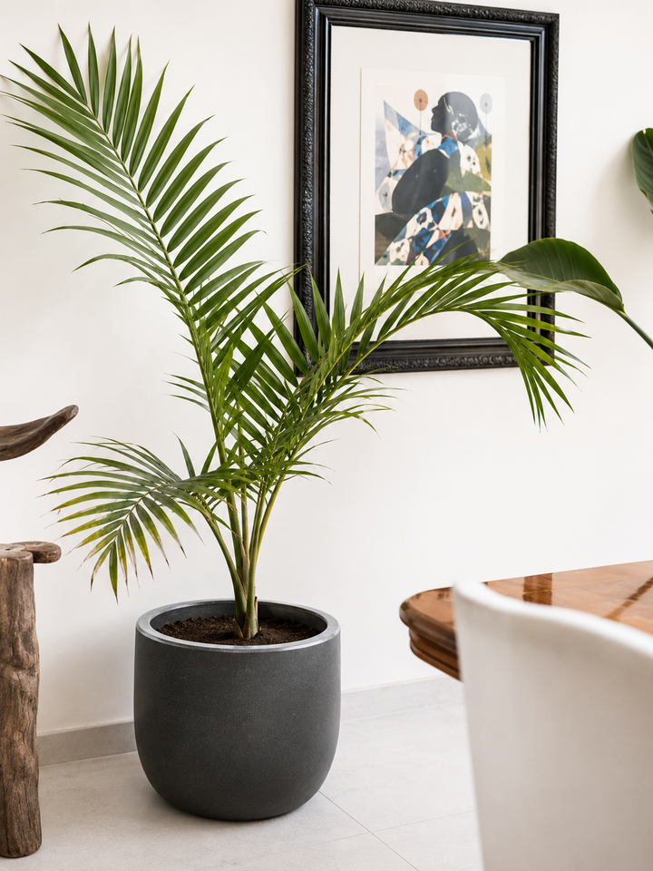 Kenny XXL (Palmera Kentia)
