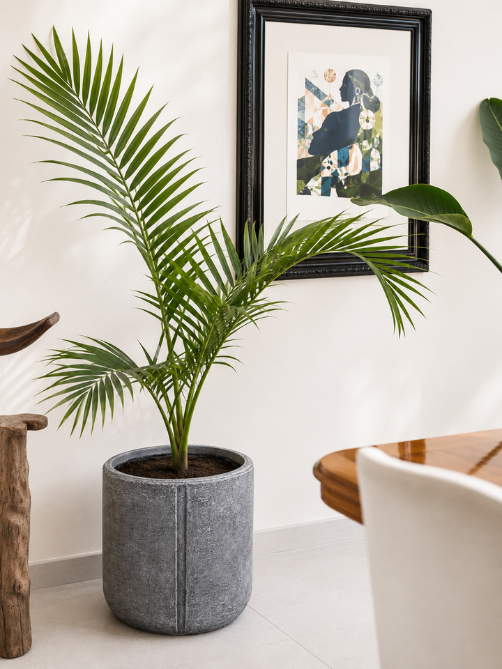 Kenny XXL (Palmera Kentia)
