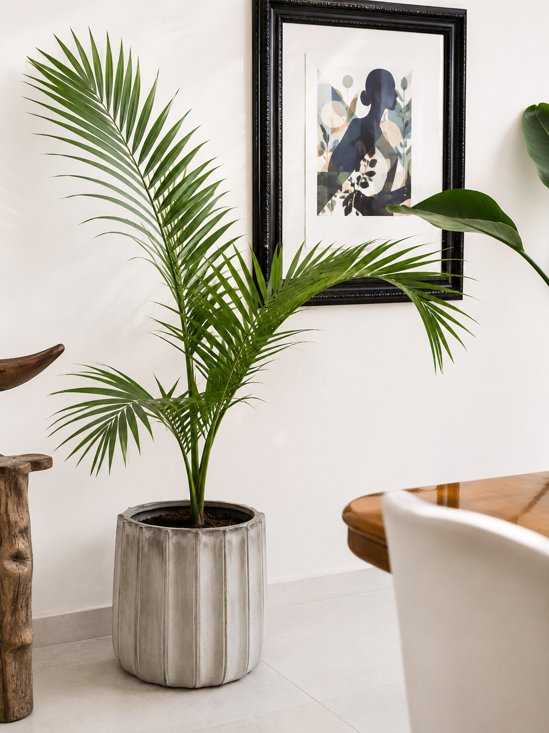 Kenny XXL (Palmera Kentia)