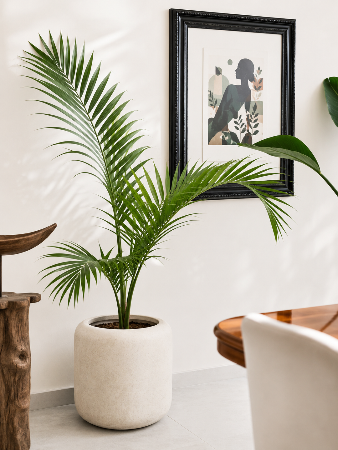 Kenny XXL (Palmera Kentia)