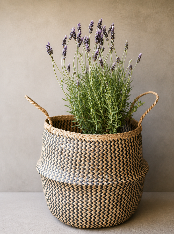 Laura (Lavanda)