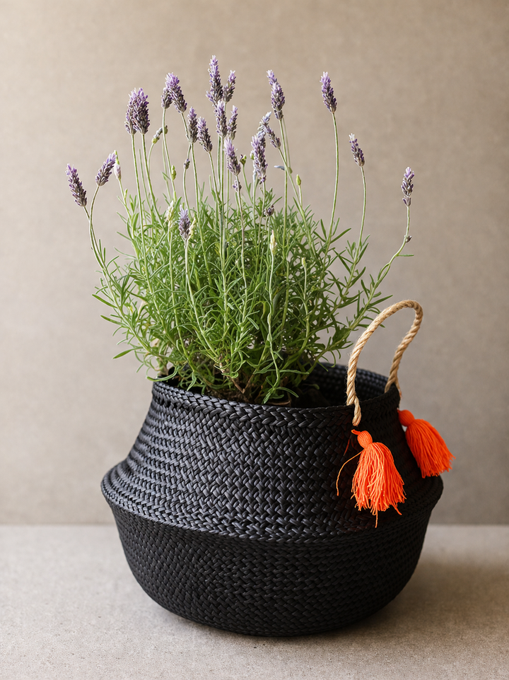 Laura (Lavanda)