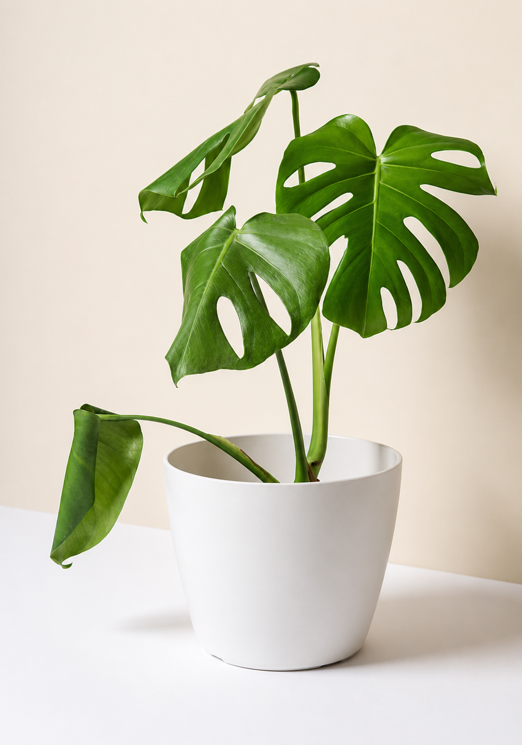 Baby Mariana (Monstera Deliciosa)