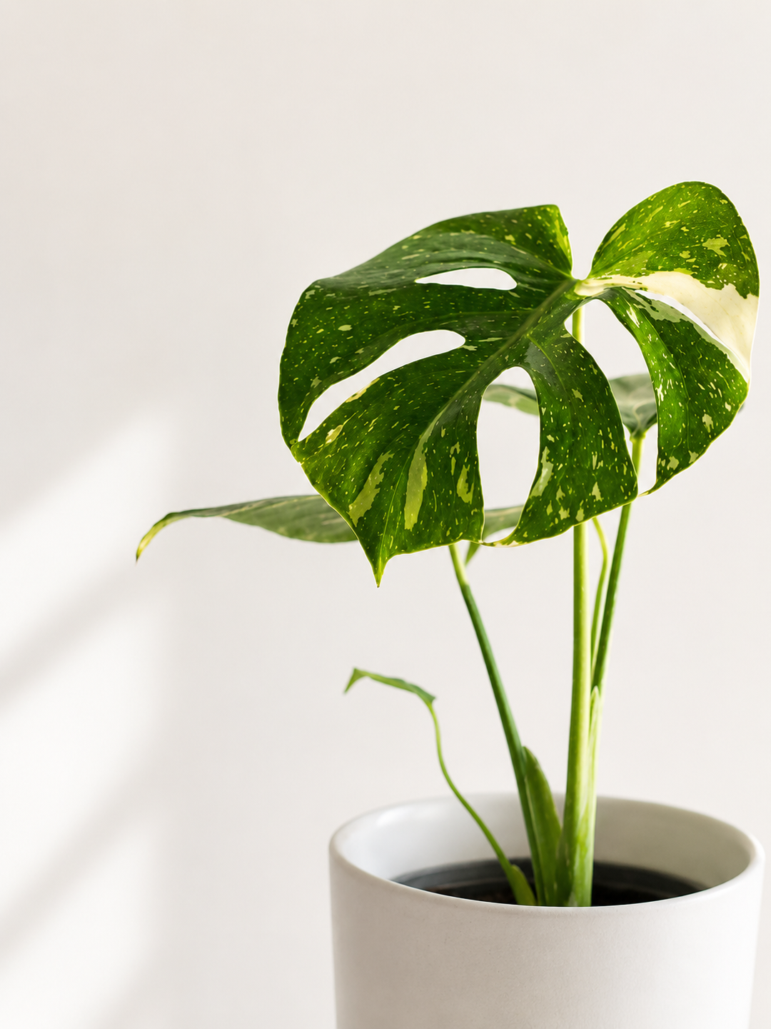 Baby Mariana Variegada (Monstera Deliciosa)