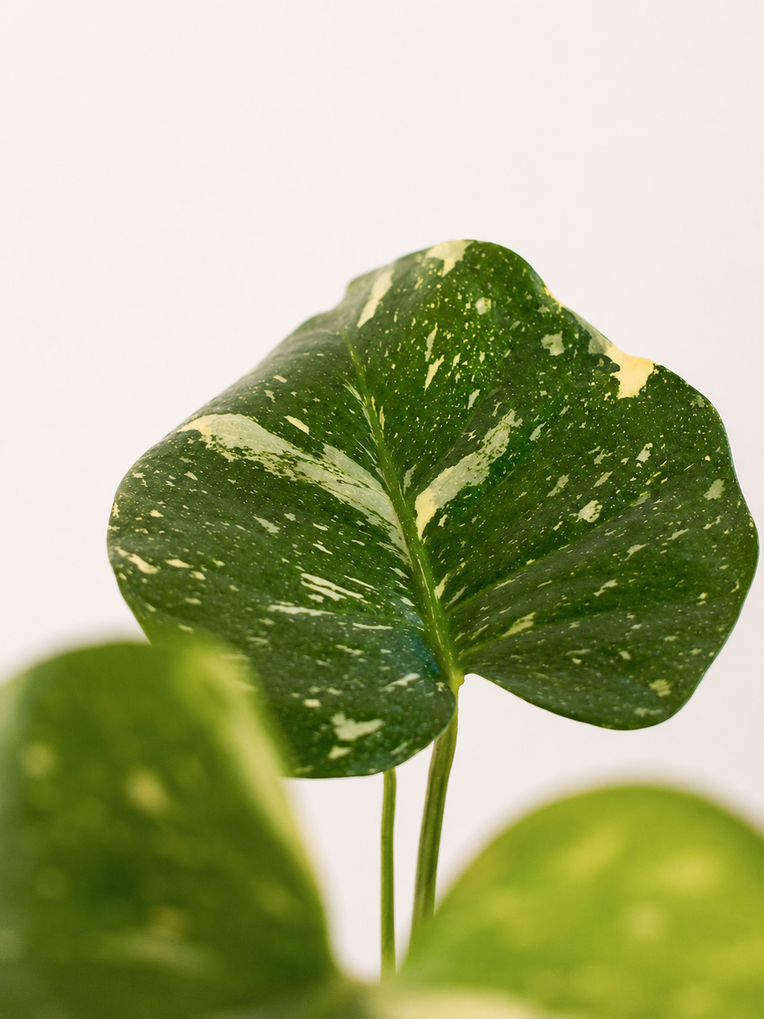 Baby Mariana Variegada (Monstera Deliciosa)