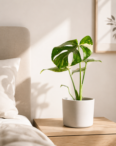 Baby Mariana Variegada (Monstera Deliciosa)