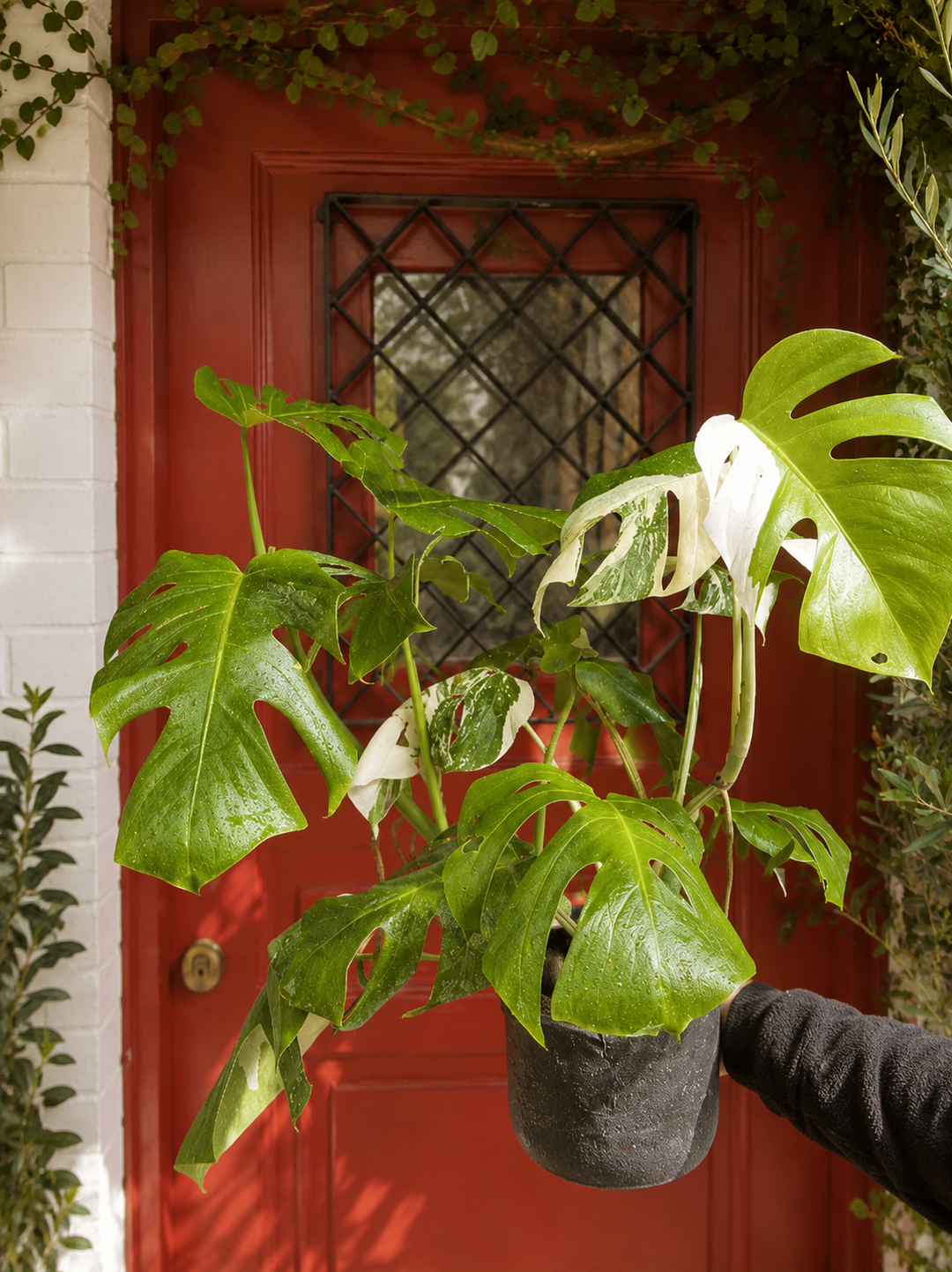 Mariana (Monstera Variegada L)