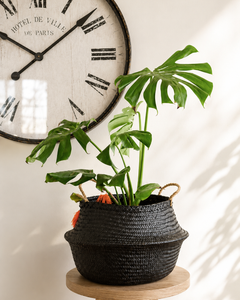 Mariana XL (Monstera Deliciosa)