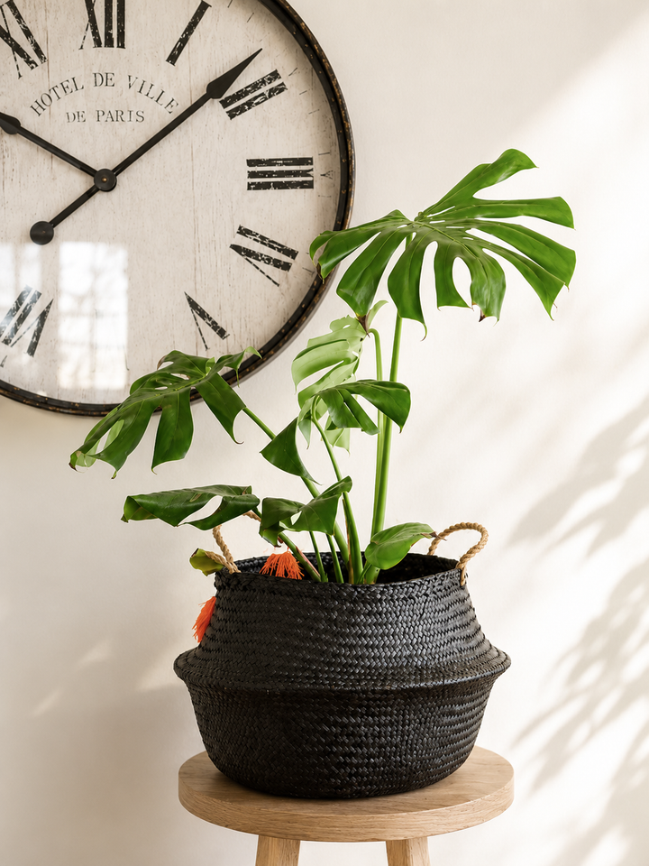 Mariana XL (Monstera Deliciosa)