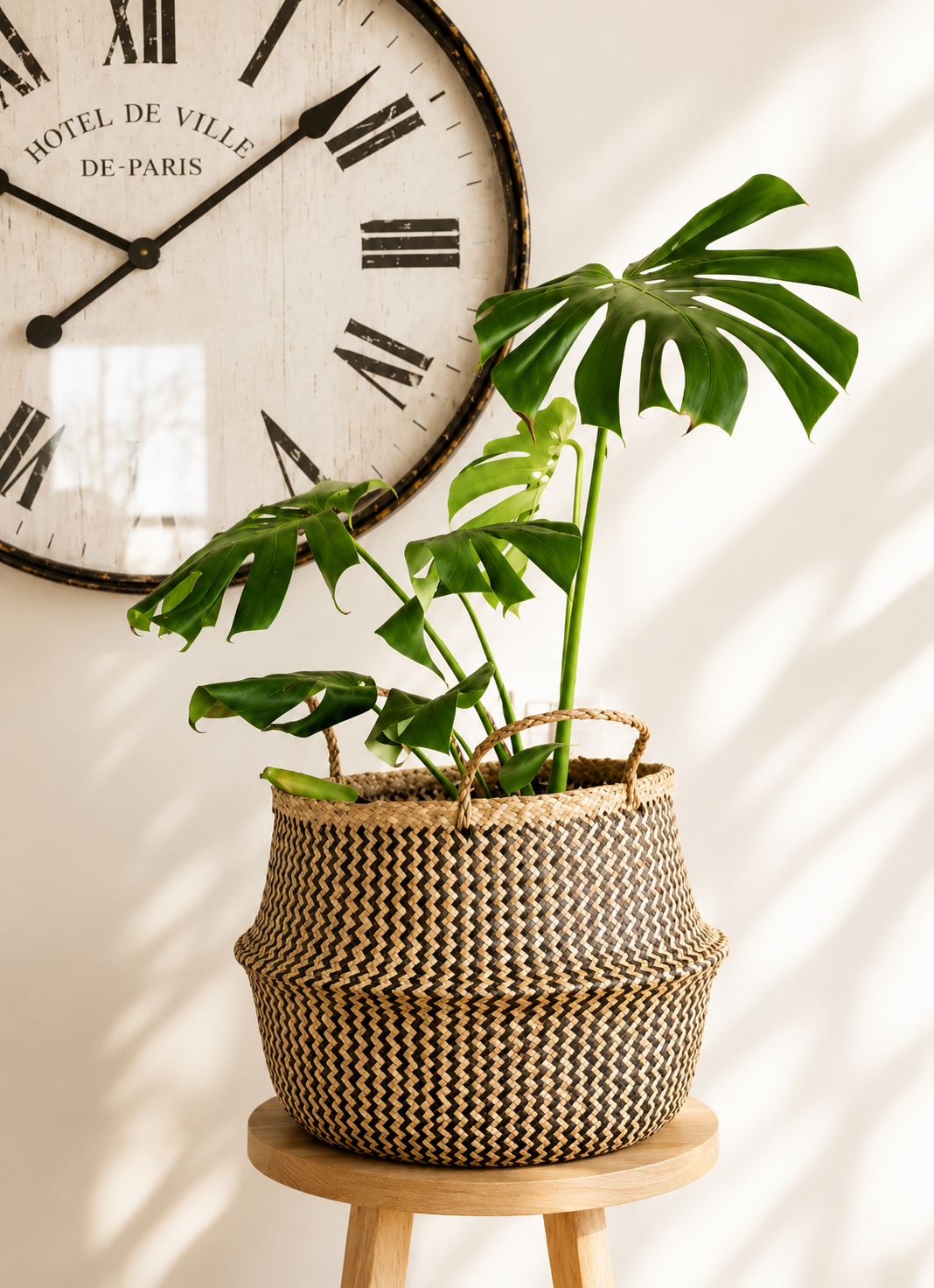 Mariana XL (Monstera Deliciosa)
