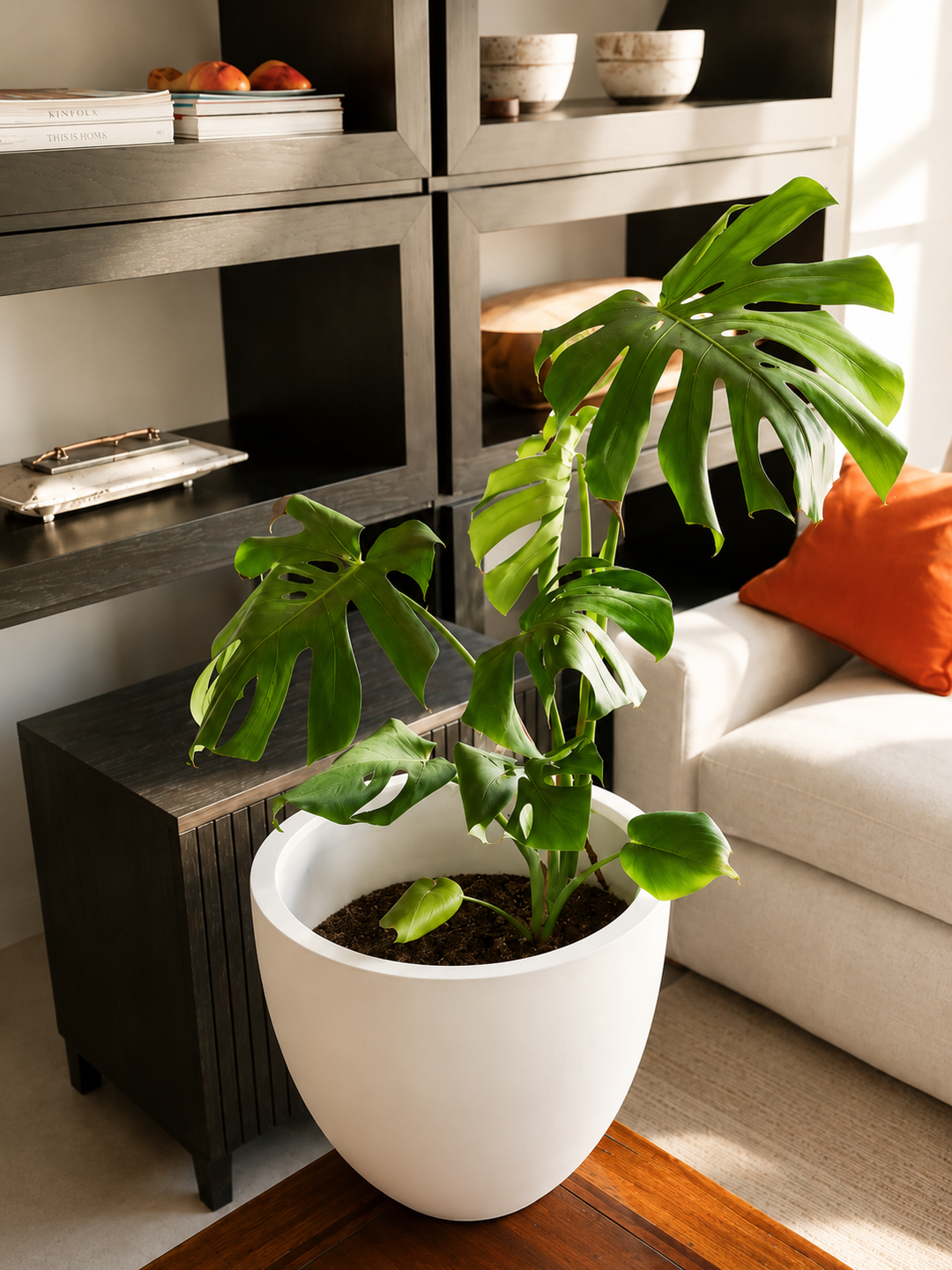 Mariana XL (Monstera Deliciosa)