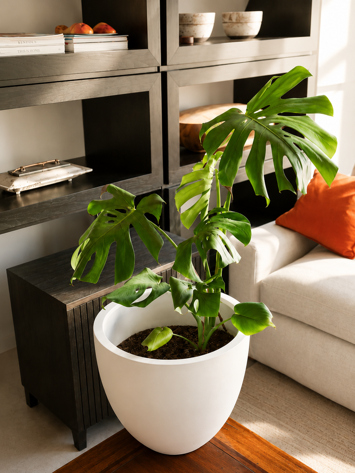 Mariana XL (Monstera Deliciosa)