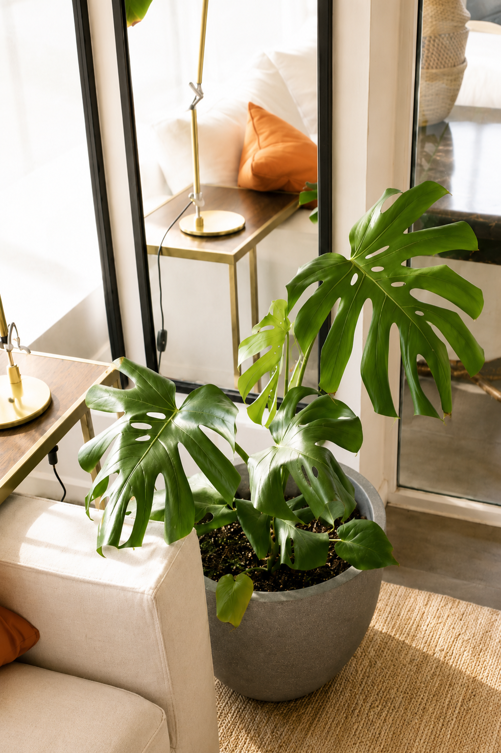 Mariana XL (Monstera Deliciosa)